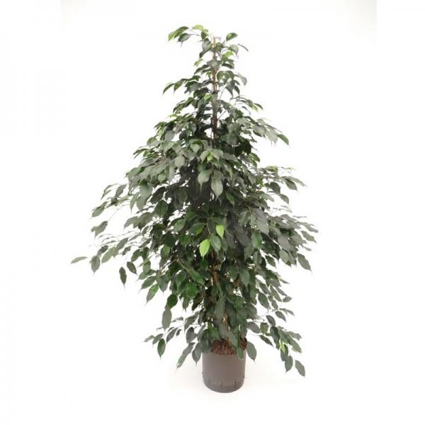 monstera 50 cm Monstera Künstliche Pflanze auf Stamm 150 cm