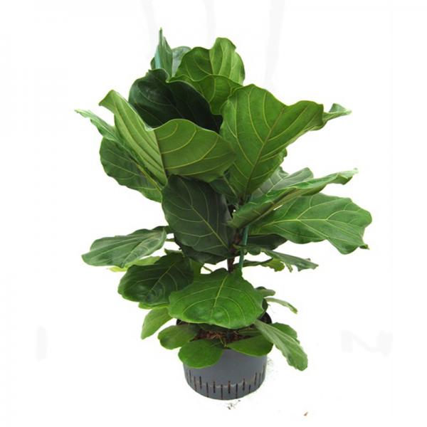 Ficus lyrata | Geigengummibaum - Hydroshop24