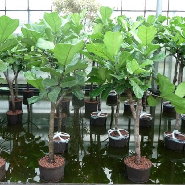 Ficus lyrata Stamm | Geigenbaum - Hydroshop24