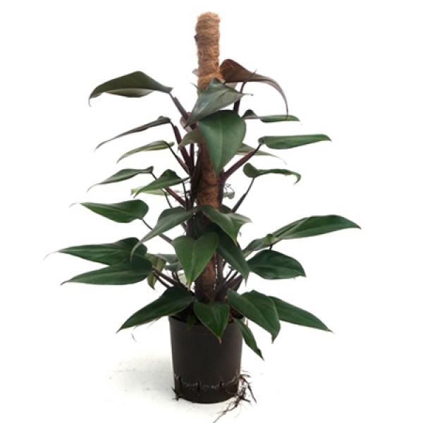 trailing philodendron Philodendron Silver Stripe | Variegated Philodendron