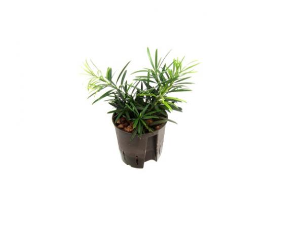 Podocarpus marcrophyllus | Steineibe - Hydroshop24