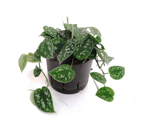 Scindapsus pictus | Gefleckte Efeutute - Hydroshop24
