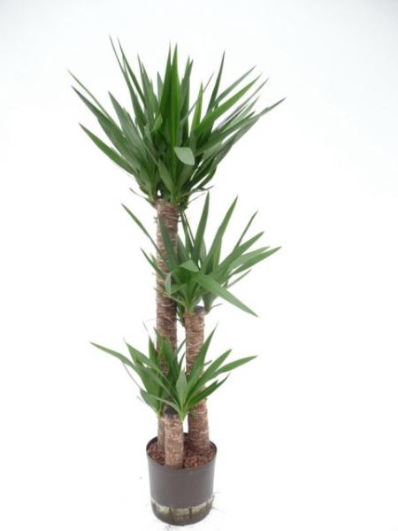 Yucca elephantipes-Riesenpalmlilie - Hydroshop24