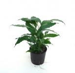 spathiphyllum