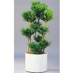 Dracaena Compacta im Gefäß